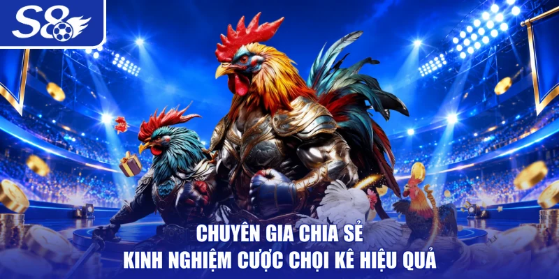 Chuyên gia chia sẻ kinh nghiệm cược chọi kê hiệu quả