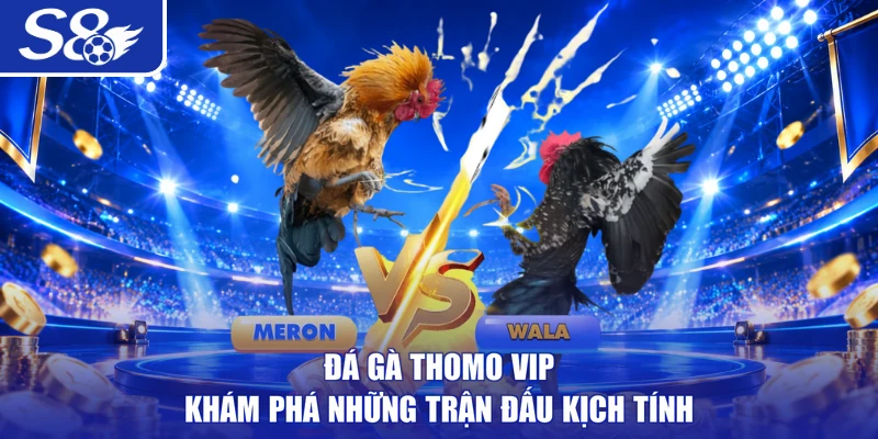 Đá gà Thomo VIP