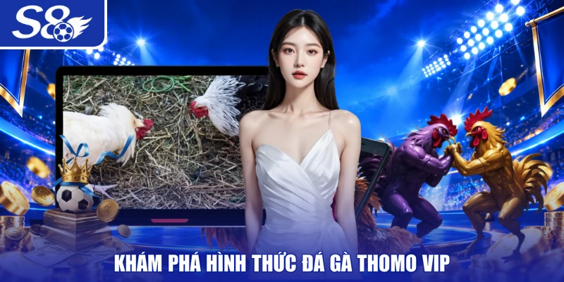 Khám phá hình thức đá gà Thomo VIP